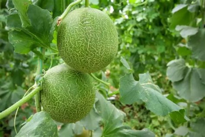 Quick Answer: How To Ripen Cantaloupe Off The Vine