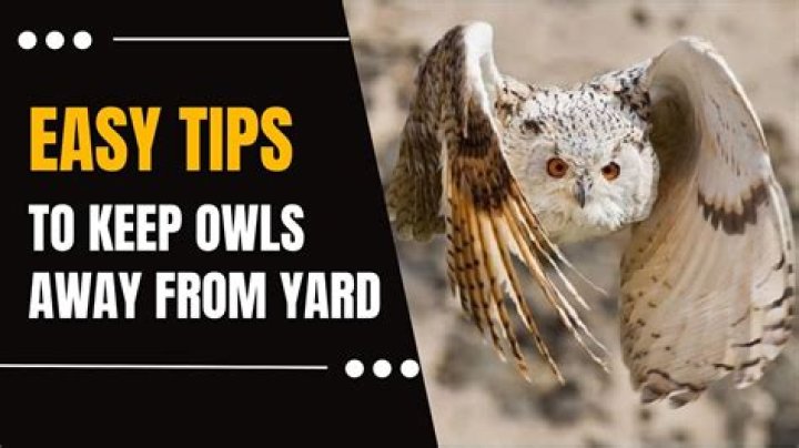 How To Scare Away Owls