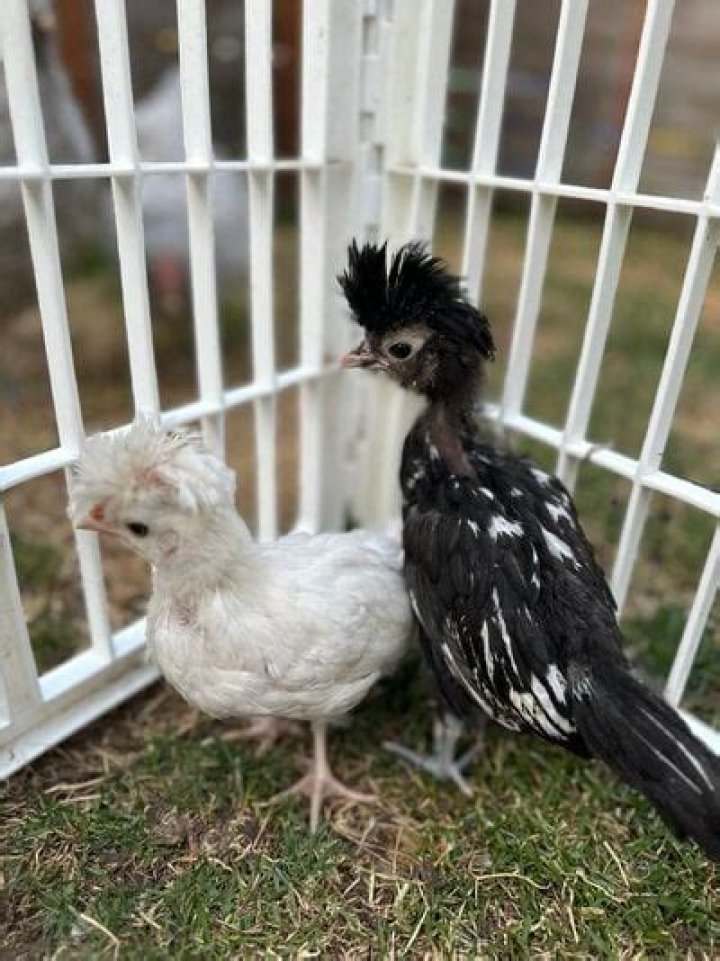 How To Sex Polish Chickens