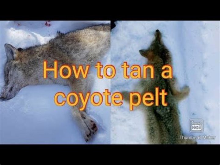 Question: How To Tan A Coyote Pelt