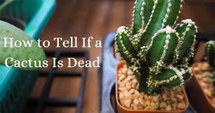 Question: How To Tell If Cactus Is Dead