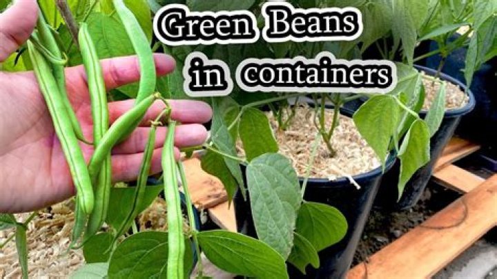 How To Tell When Green Beans Are Ready To Harvest
