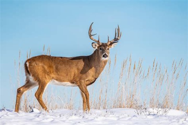 How wide is a whitetail deer’s chest?