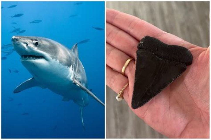 Huge Tooth From 23ft Great White Shark Found on North Carolina Beach