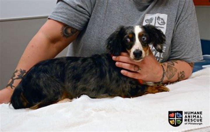 Senior Dog Who Had Both Eyes Removed Finds Forever Family: 'Melted My Heart'