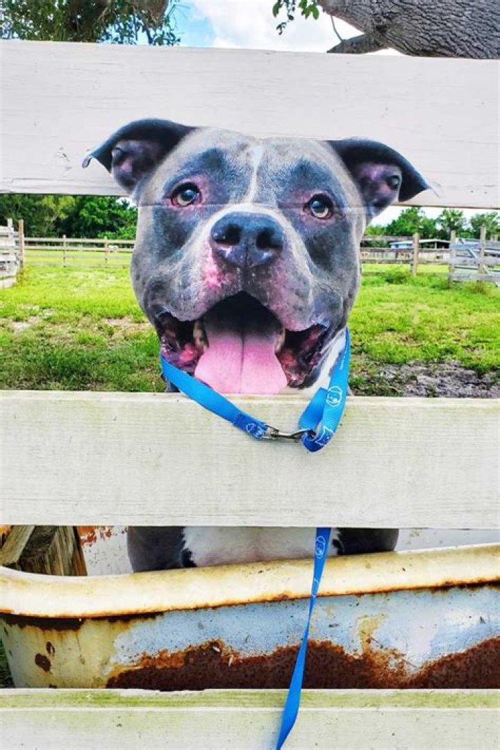 Humane Society of the Treasure Coast Goes Flat Out