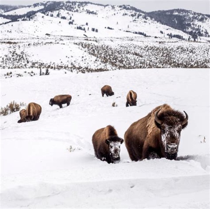 Hundreds of Yellowstone bison to be culled this winter