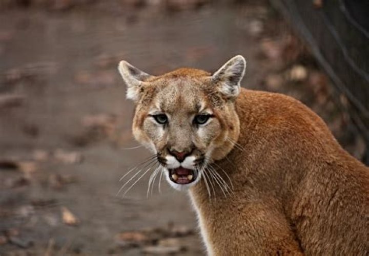 Hunt Sparked for Mountain Lion Who Attacked Man in Arizona
