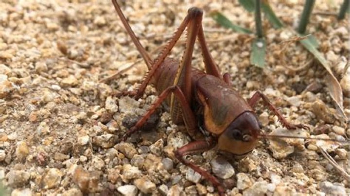 Idaho, Oregon farmers battling 'significantly high' Mormon cricket populations