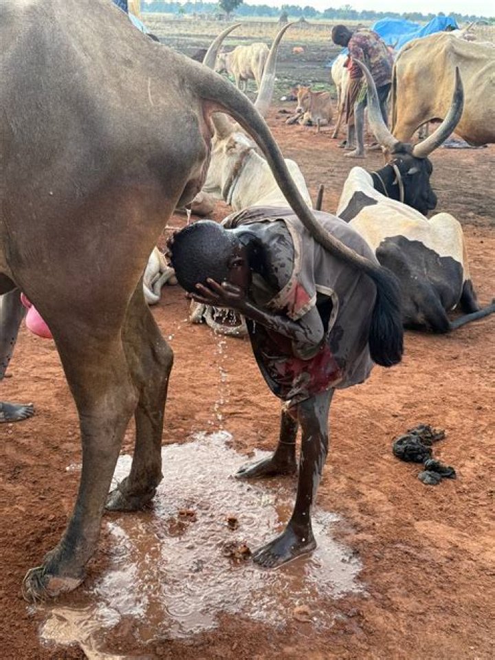 Inside the cattle-worshipping African tribe that uses cow urine to wash their faces and bleach their hair – The US Sun