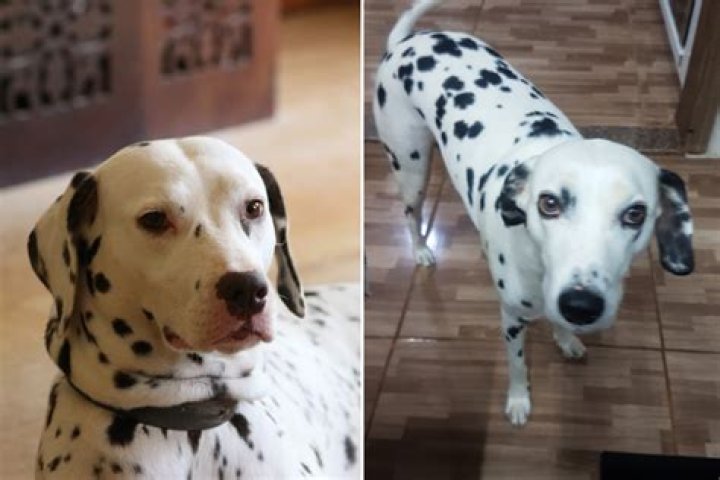 Internet Obsessed With Rare Long-Haired Dalmatian: 'I Need Him'