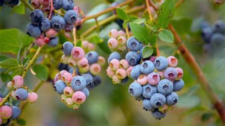 Is it OK to eat unripe blueberries?