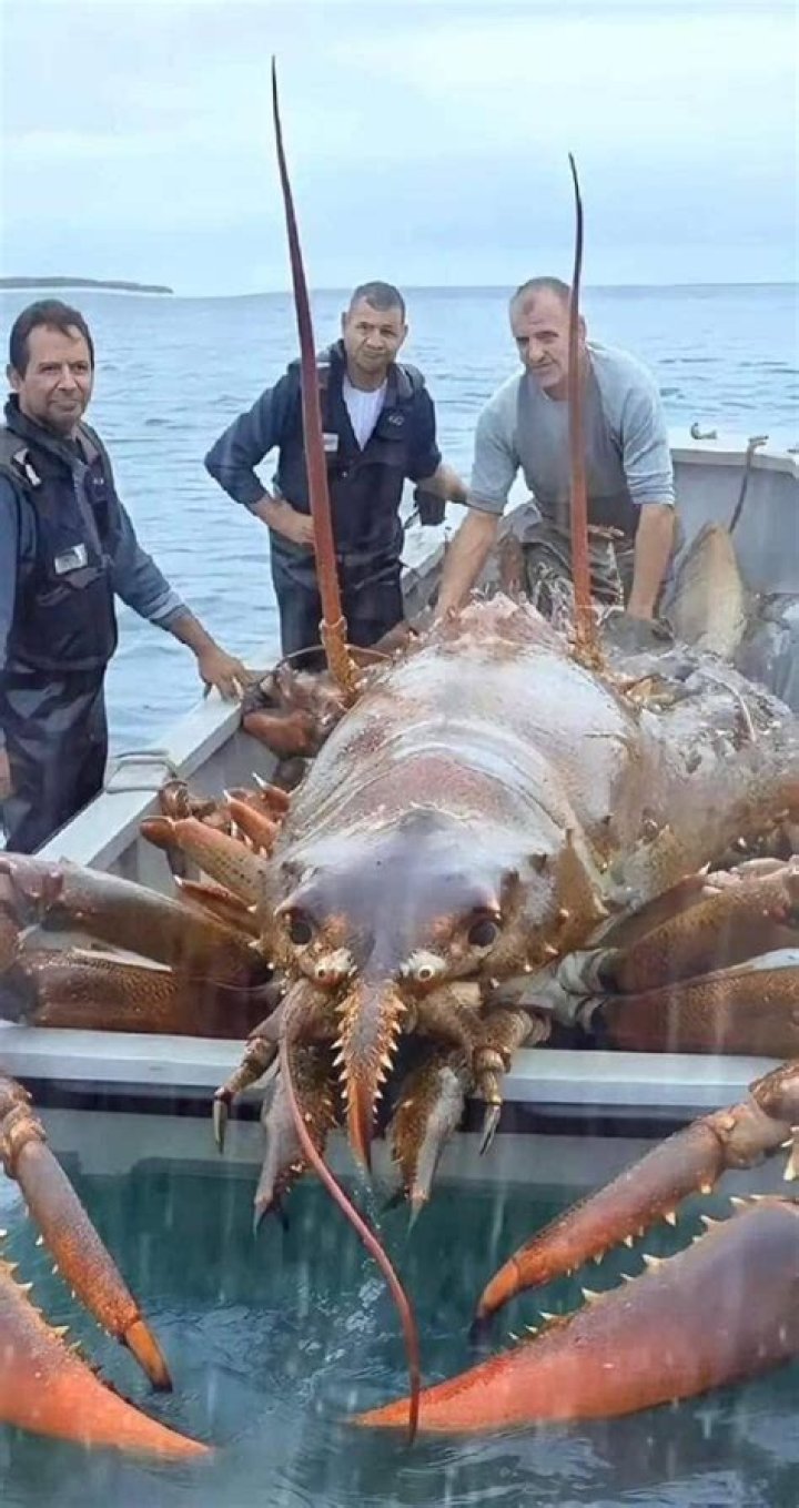 Is that real lobster at Captain D’s?