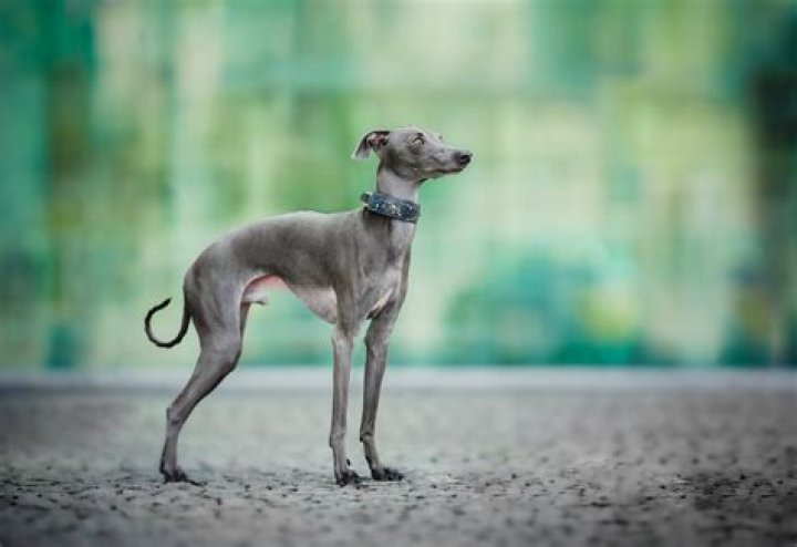 Is The Viral Giant Irish Greyhound From 1902 Real?