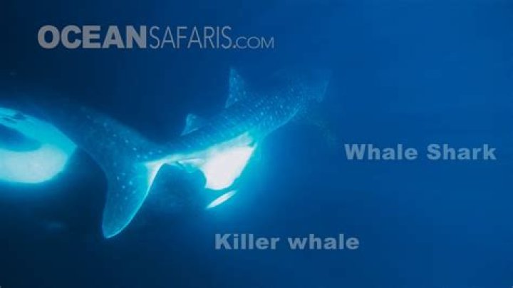 Gruesome moment pod of killer orcas tear whale shark apart and feast on its liver in front of stunned divers