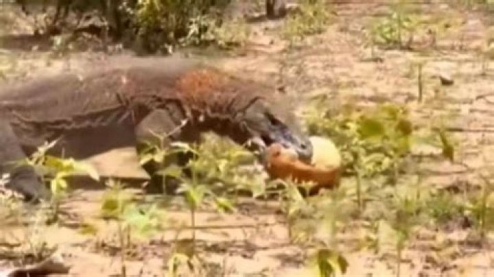 Komodo dragon kills deer and swallows it in one gulp, viral video leaves netizens terrified – India TV