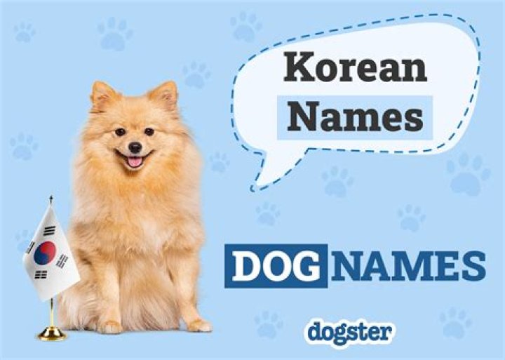 Unlocking The Meaning Of "Dog" In Korean | Korean Language