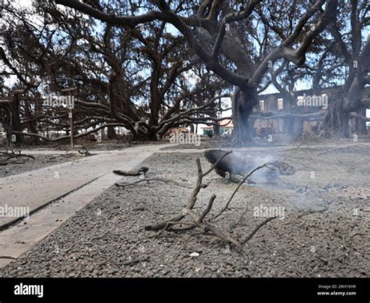 Historic Lahaina Banyan Tree Destroyed By Storm