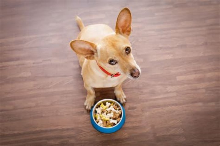 Laughter as Chihuahua Refuses to Eat Dinner Unless It's Made 'Human Style'