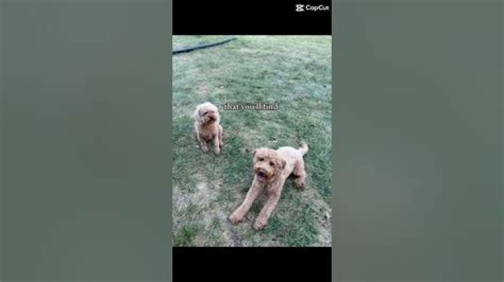 Whispers Of The Universe: The Serenity Of Laying In The Dead Grass And Staring At The Stars