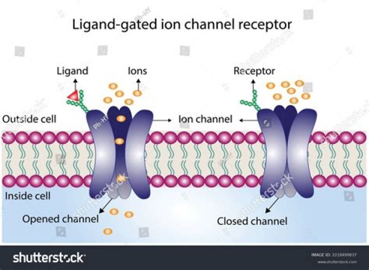 Unlocking The Secrets Of Ligand-Gated Ion Channels: A Comprehensive Guide