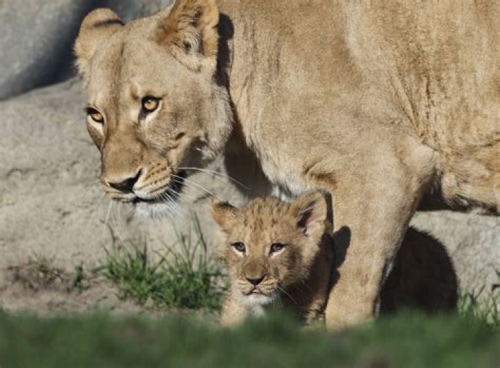 Little lion cub looks embarrassed as doting lionesses give him a morning wash