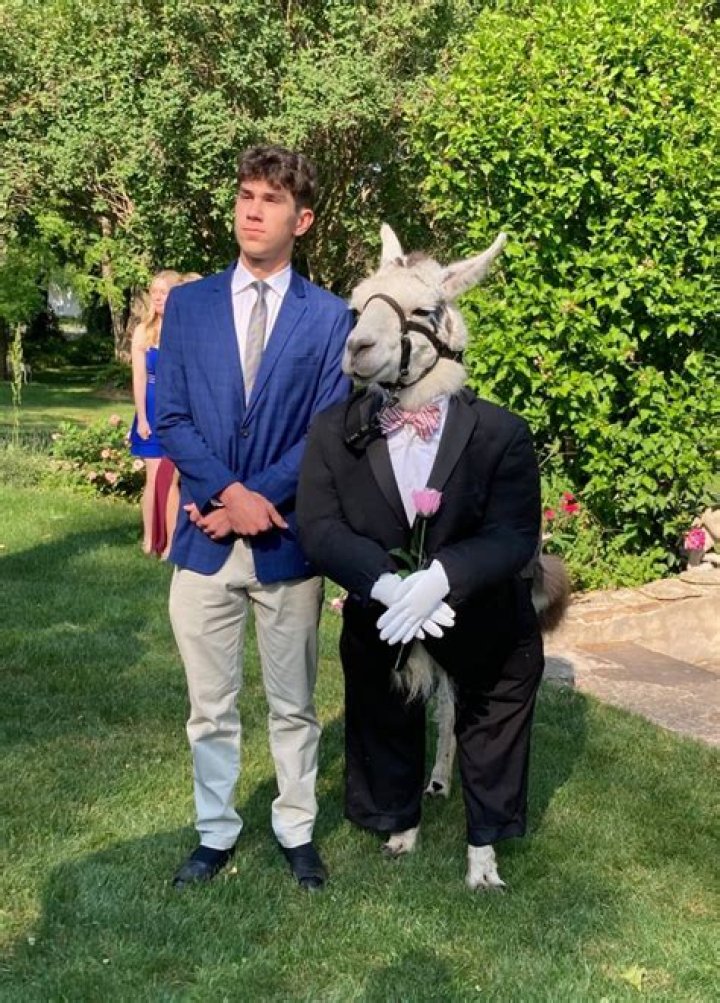 Llama Best Man: The Unconventional Wedding Trend Taking Over