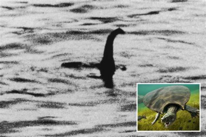 Loch Ness mystery solved? Scientist says Nessie is ancient sea TURTLE 'trapped' in lake