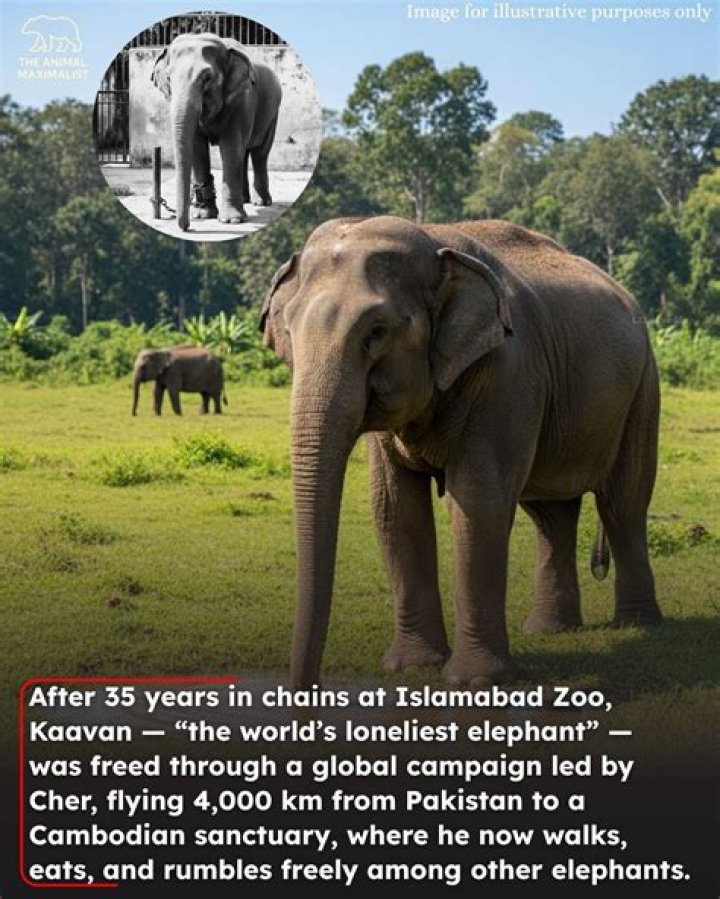 World’s loneliest elephant kept in chains for 35 years finally gets new home
