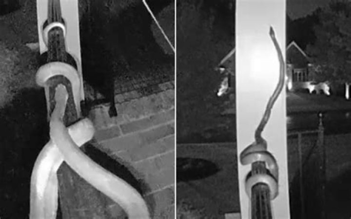 Long Snake Slithers Over Porch Railing Outside Home in Terrifying CCTV Clip