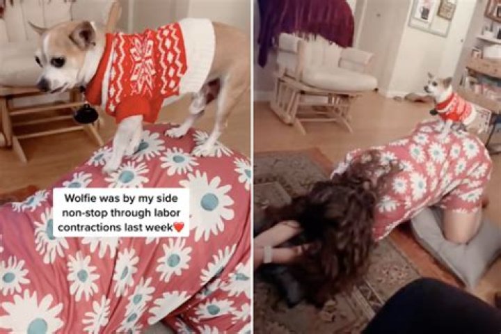 Loving Dog Filmed Refusing To Leave Pregnant Owner's Side During Labor