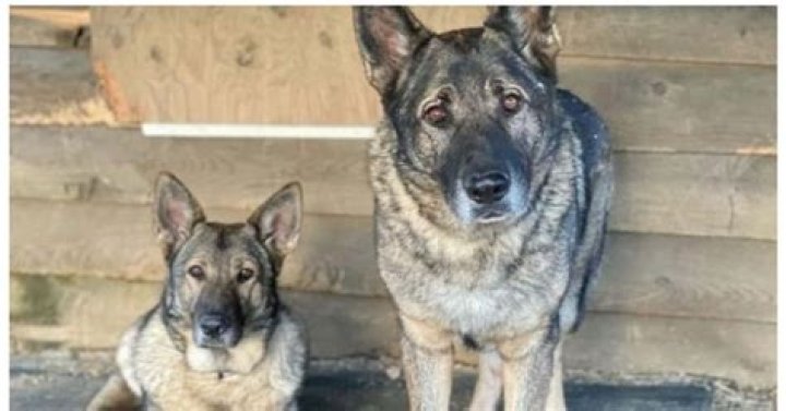 Man says he killed, skinned family's pet dogs because he thought they were coyotes