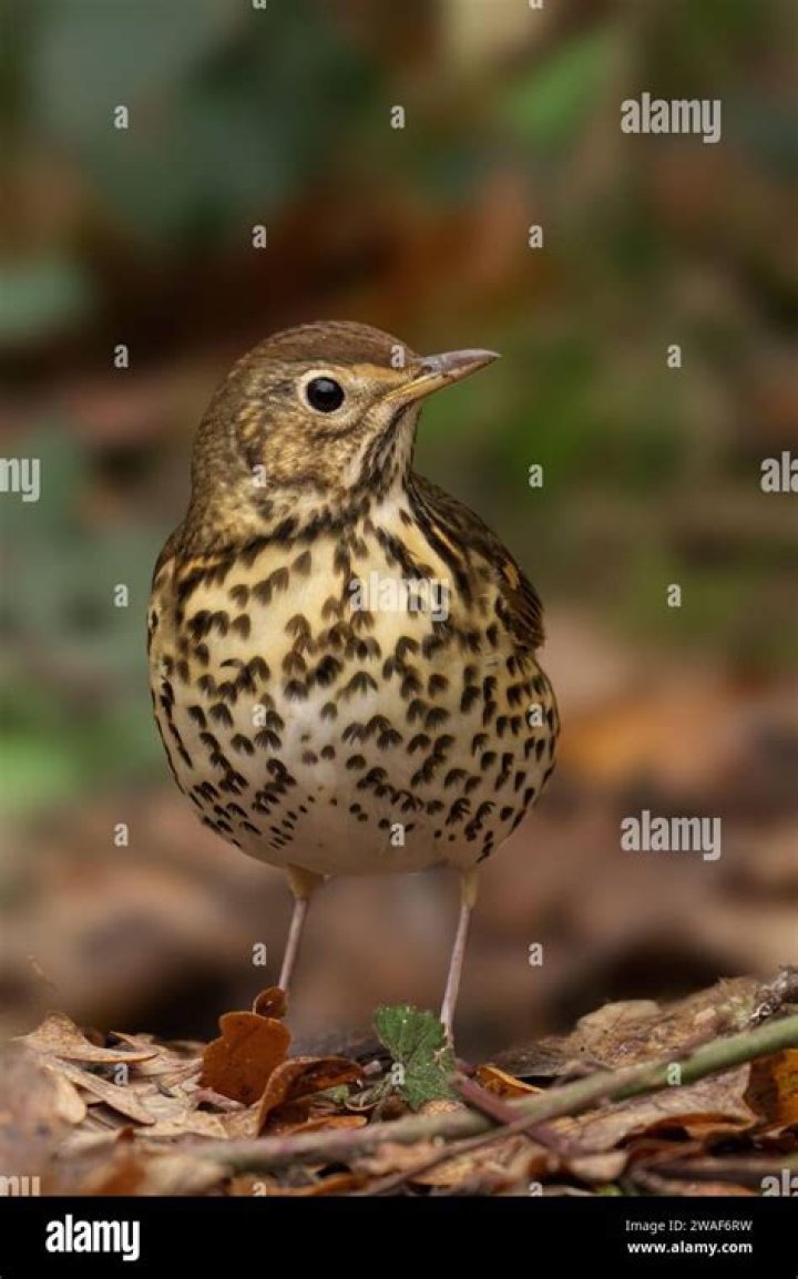 I tried the new Lush collection in my bath - trolls say it'll give me thrush but I love the secret surprise at the end