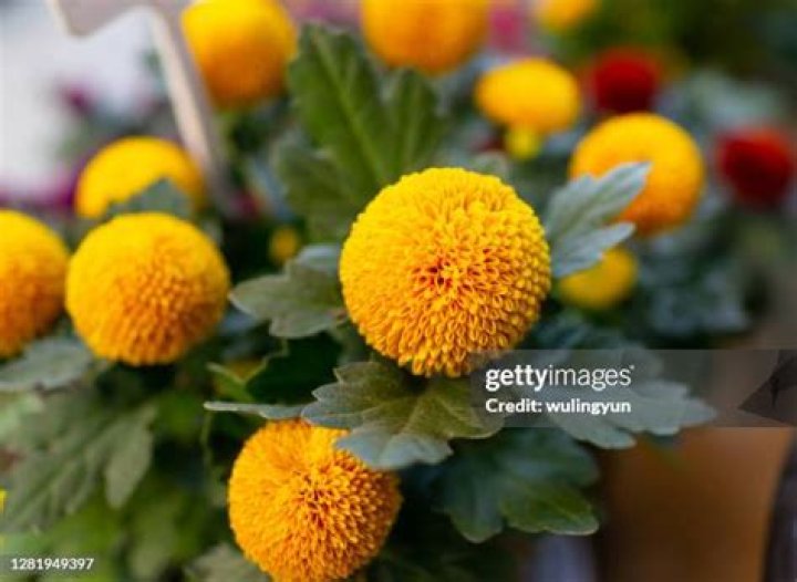 Martin Health System Chrysanthemum Ball