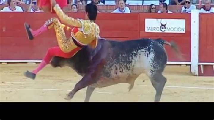 Eye-watering moment matador is gored in the BUM during one of Spain's first bullfights since coronavirus lockdown