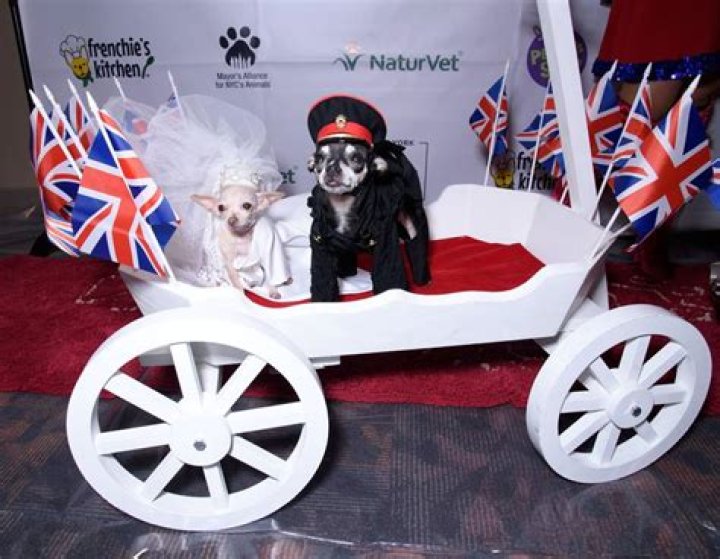 Meghan Barkle, Prince Harry of Tails at New York Pet Fashion Show