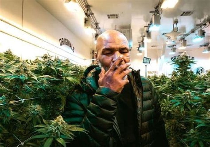 Inside Mike Tyson’s cannabis empire that makes £500k a month and promises weed-themed resort as he launches new company – The US Sun