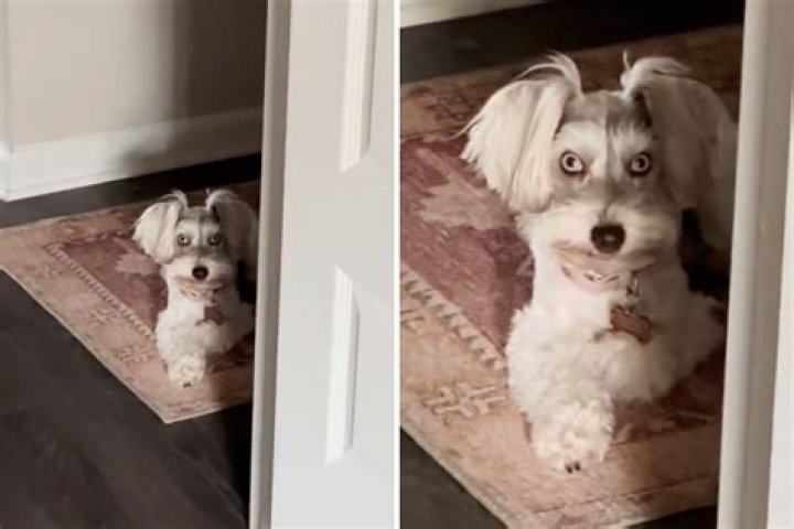 Dog Who Has 'Evil Human Eyes' Is Creeping Out Everyone Online