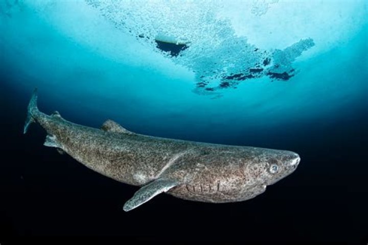 Moment Man Comes Face-to-Face With 15ft Tiger Shark: 'Maintain Eye Contact'