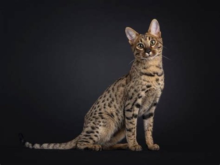 20 Most Expensive Cat Breeds