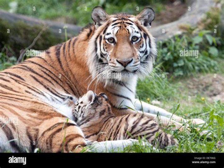 Unveiling The Bond: The Remarkable Journey Of A Mother Tiger And Her Cub