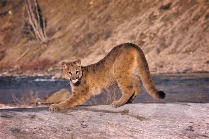 Mountain lion tranquilized after chase in Orange County, Calif.