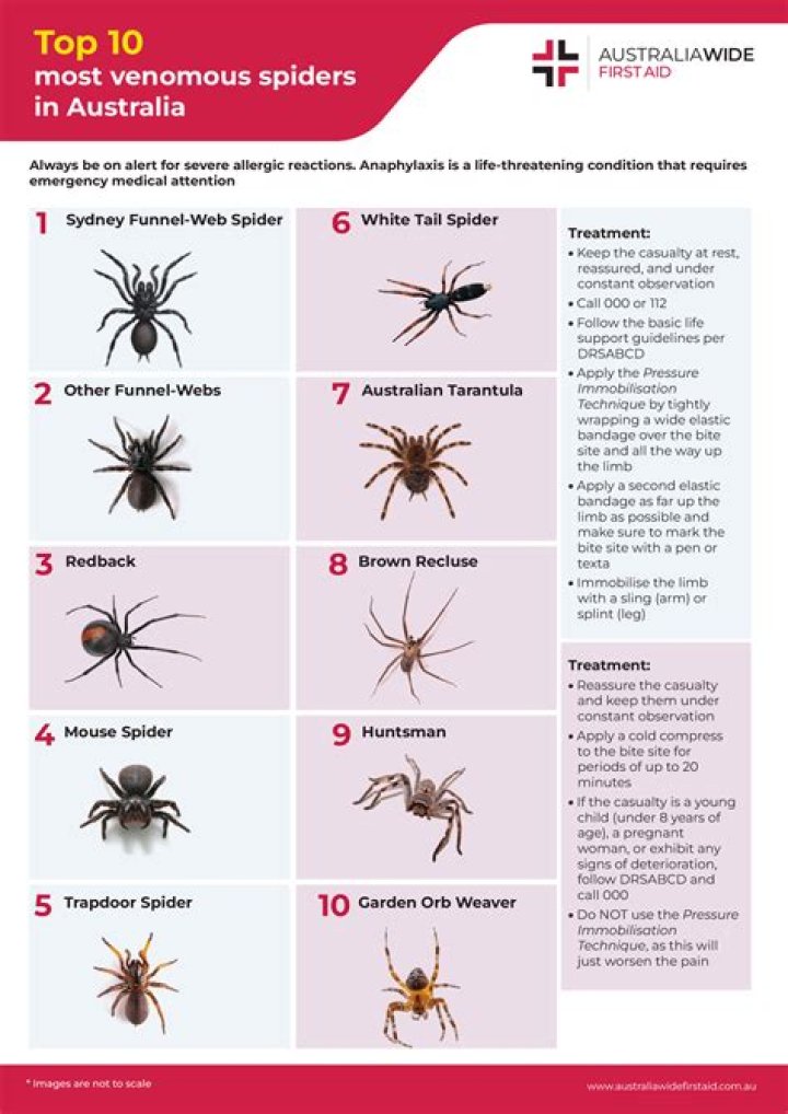 Are mouse spiders in the UK and are they dangerous?