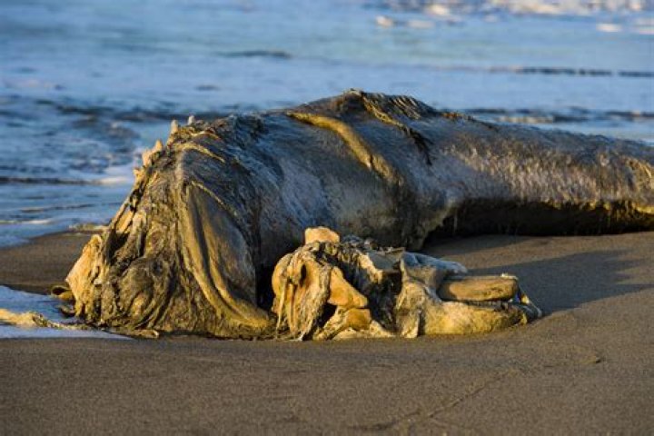 Mystery Sea Creature Washes Up on Georgia Beach
