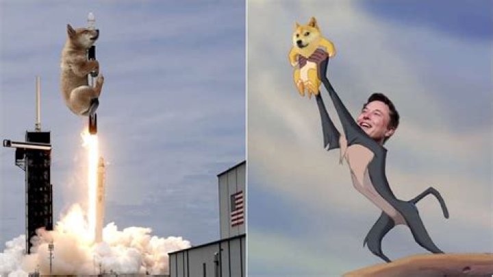 Netizens welcome Elon Musk's new puppy with hilarious memes, liken them to Lion King's Simba – India TV