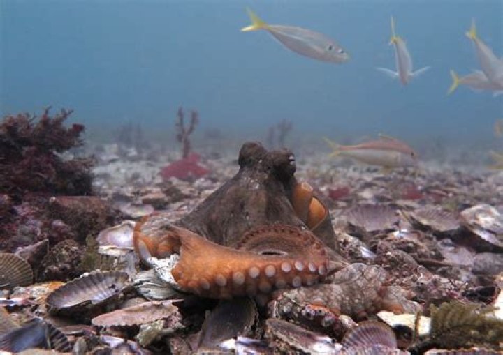 Watch Octopuses Hurl Shells at Each Other in Bizarre Underwater Brawl