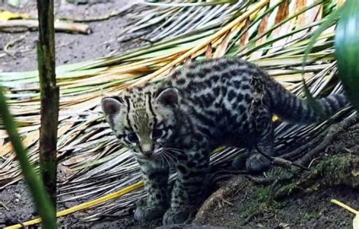 Ocelot Kitten Tries Out Its Climbing Skills in Adorable Video