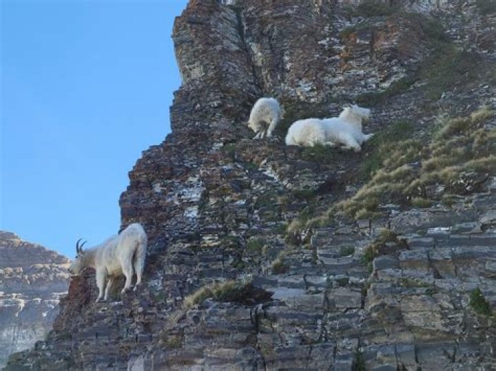 Officials Warn Mountain Goats Are Killing Dogs in Utah