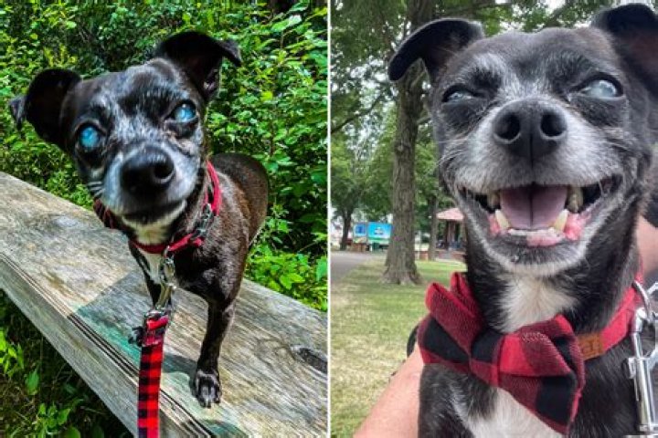 Olive, the Deaf Rescue Dog Who Knows Sign Language, Crowned Pet of the Year