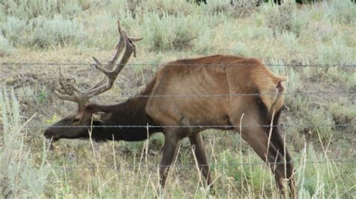 Out of State hunters and Chronic Wasting Disease